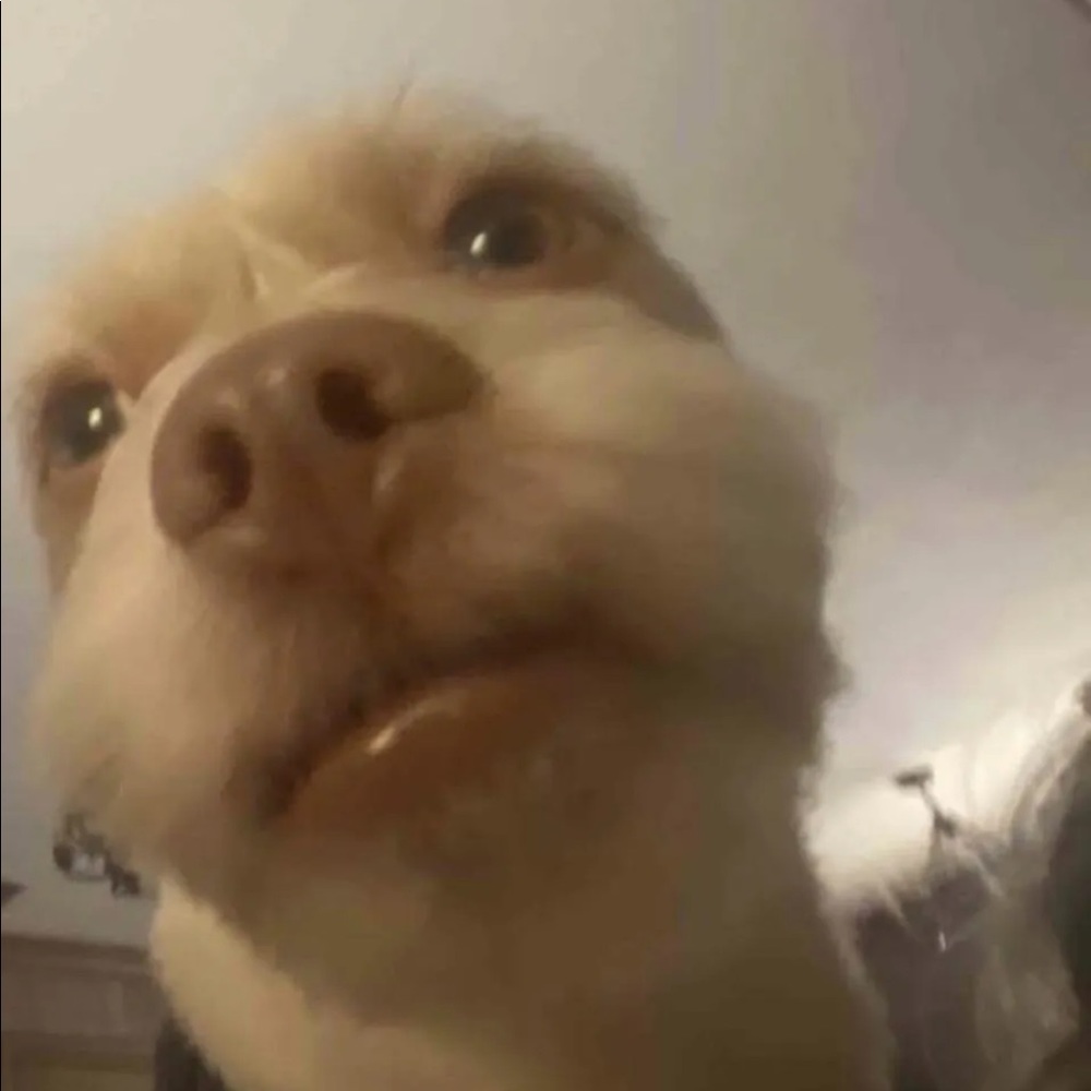 Meet your Posher, Yo